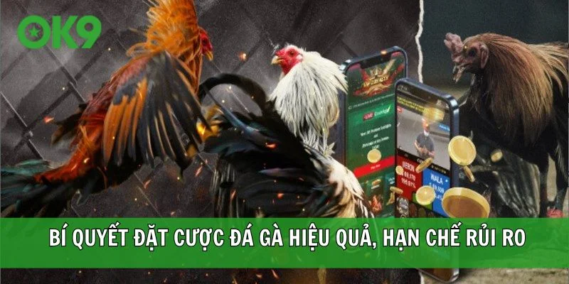  Bí quyết đặt cược đá gà hiệu quả, hạn chế rủi ro