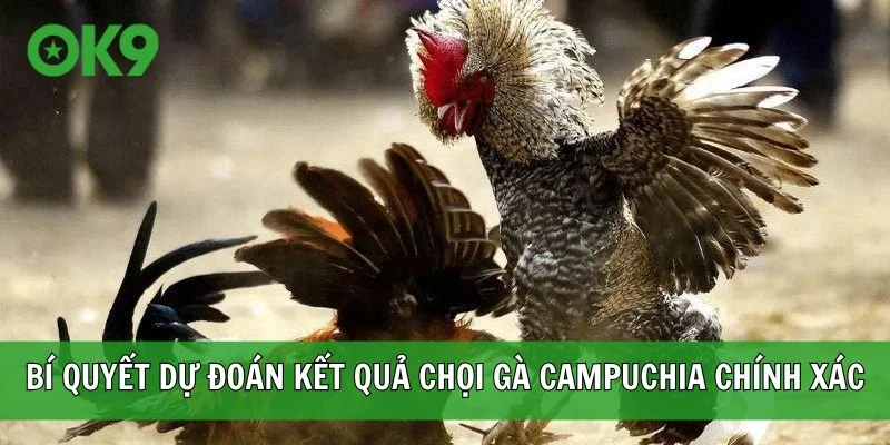 Bí quyết dự đoán kết quả chọi gà Campuchia chính xác