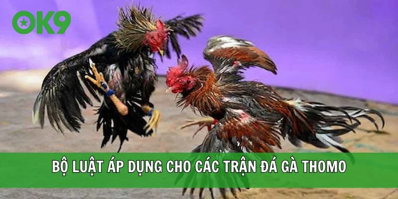Bộ luật áp dụng cho các trận đá gà Thomo