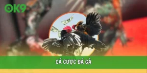 cá cược đá gà