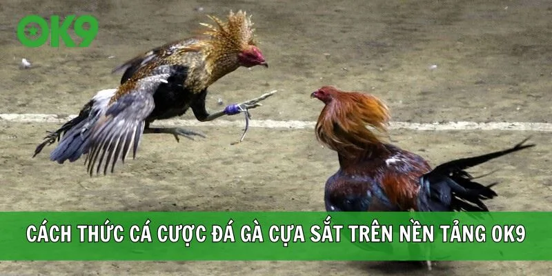 Cách thức cá cược đá gà cựa sắt trên nền tảng OK9