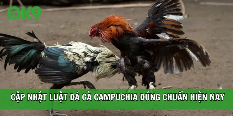 Cập nhật luật đá gà Campuchia đúng chuẩn hiện nay