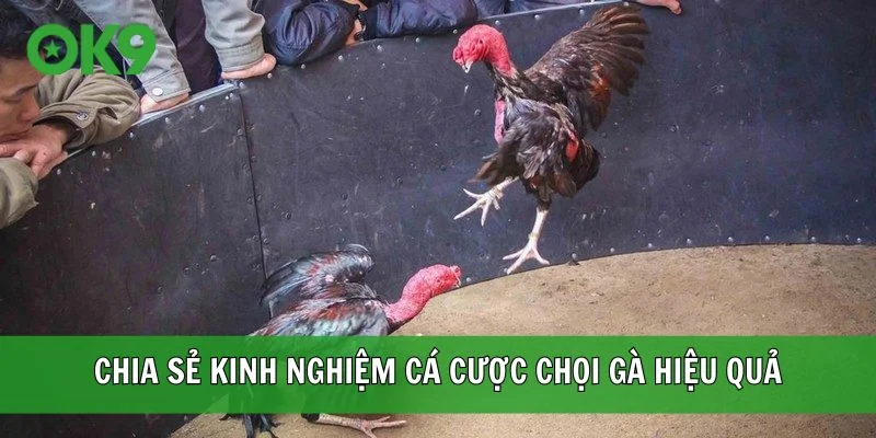 Chia sẻ kinh nghiệm cá cược chọi gà hiệu quả