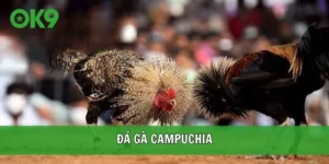 đá gà campuchia