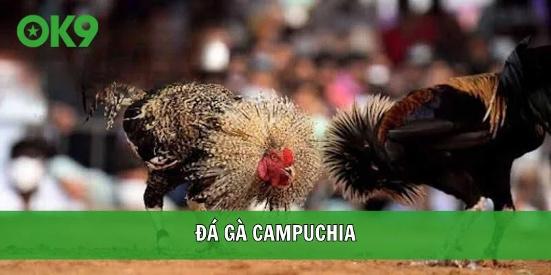 đá gà campuchia