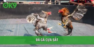 Đá gà cựa sắt