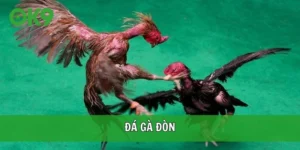 đá gà đòn