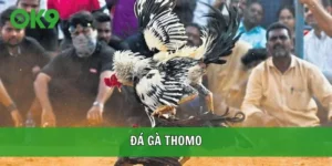 Đá gà Thomo