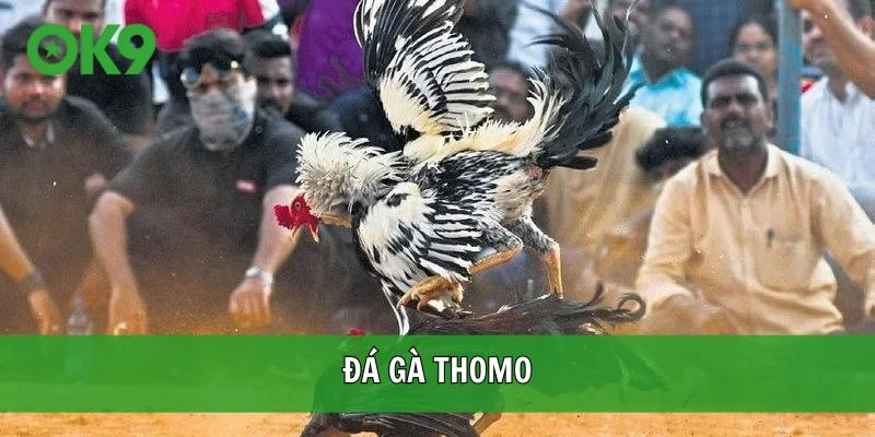 Đá gà Thomo