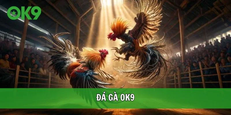 Đá gà OK9
