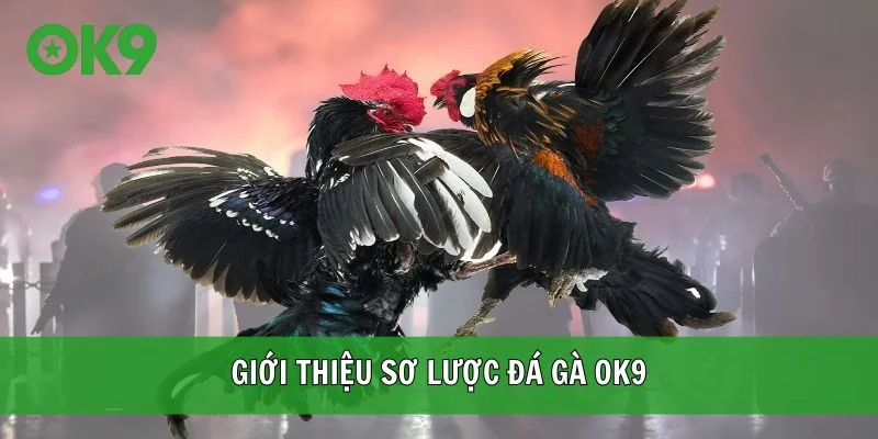 Giới thiệu sơ lược đá gà OK9