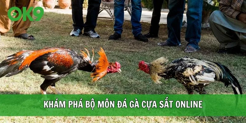 Khám phá bộ môn đá gà cựa sắt online