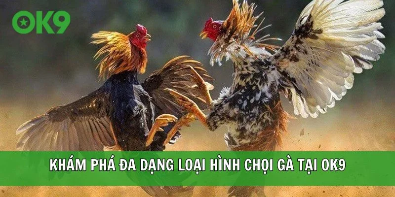 Khám phá đa dạng loại hình chọi gà tại OK9