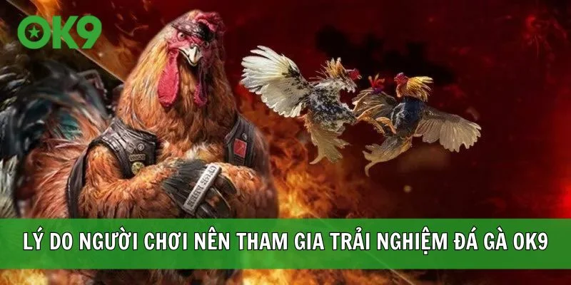 Lý do người chơi nên tham gia trải nghiệm đá gà OK9