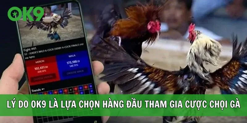 Lý do OK9 là lựa chọn hàng đầu tham gia đặt cược chọi gà