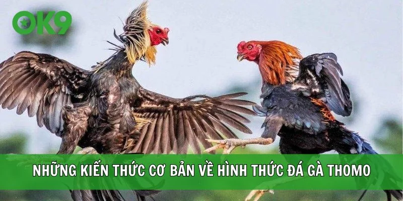 Những kiến thức cơ bản về hình thức đá gà Thomo