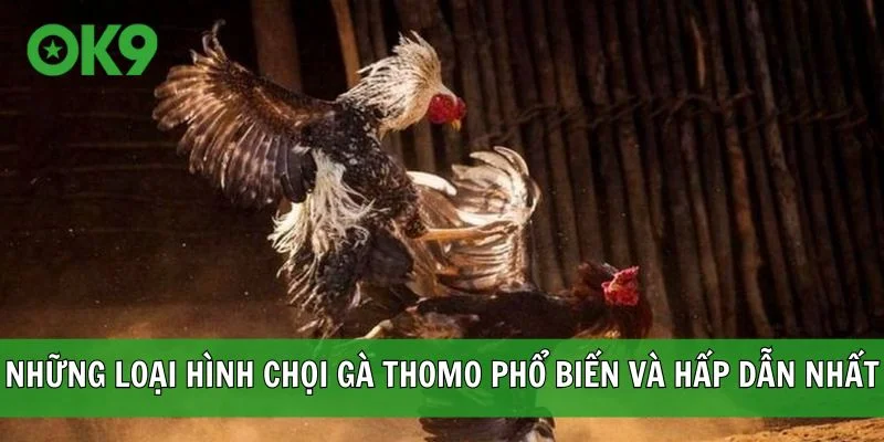 Những loại hình chọi gà Thomo phổ biến và hấp dẫn nhất