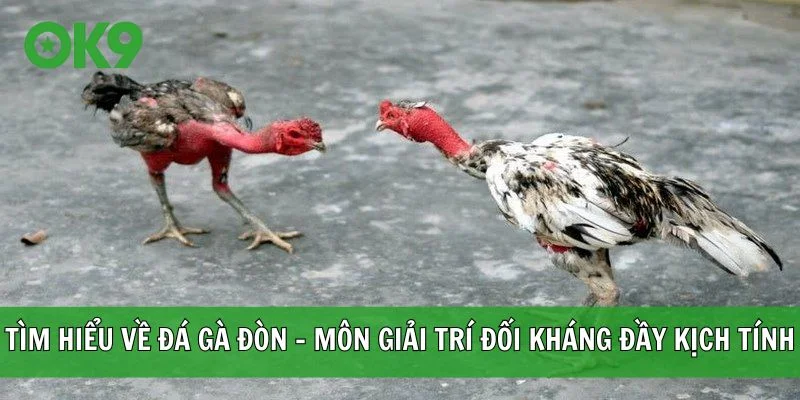 Tìm hiểu về đá gà đòn - Môn giải trí đối kháng đầy kịch tính