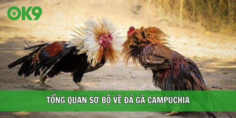 Tổng quan sơ bộ về đá gà Campuchia