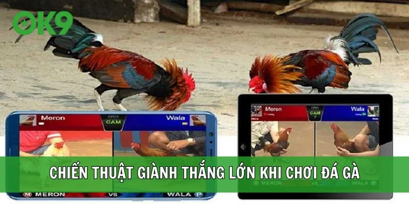 Vận dụng tốt các chiến thuật để giành thắng lớn khi chơi đá gà
